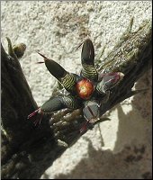 Rhytidocaulon ciliatum 1